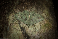 Aeolochroma hypochromaria