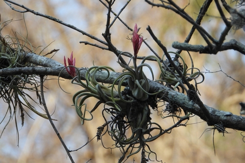 Image of Tillandsia caput by (c) Ricardo Betancourt Sánchez, some rights reserved (CC BY)