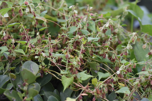 Fallopia dentatoalata iNat (1)