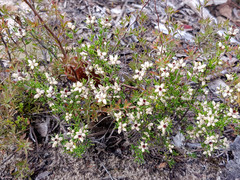 Cryptandra hispidula