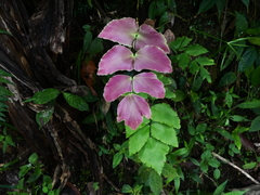 Adiantum macrophyllum