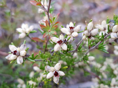 Cryptandra hispidula