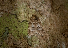 Scaphidriotis xylogramma