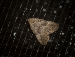 Tolpiodes oligolasia