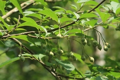 Styrax formosanus