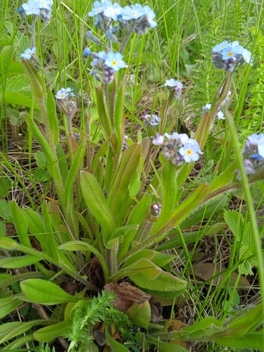 Myosotis imitata