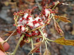 Callirhytis quercusoperator