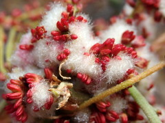 Callirhytis quercusoperator