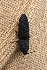 Lacon punctatus