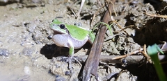 Hyla japonica