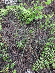 Paspalum monostachyum