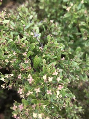 Galium catalinense acrispum