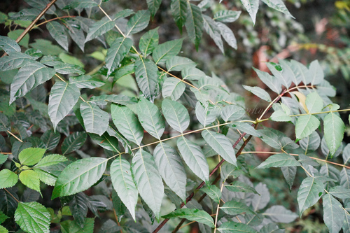 Picrasma quassioides iNat (2)
