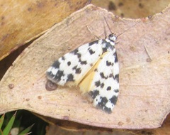 Thallarcha jocularis