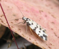 Thallarcha jocularis