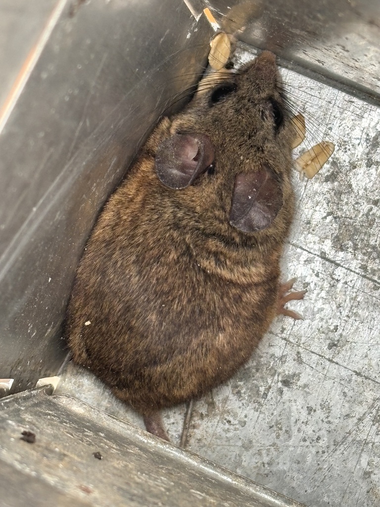 Northern Baja Deermouse