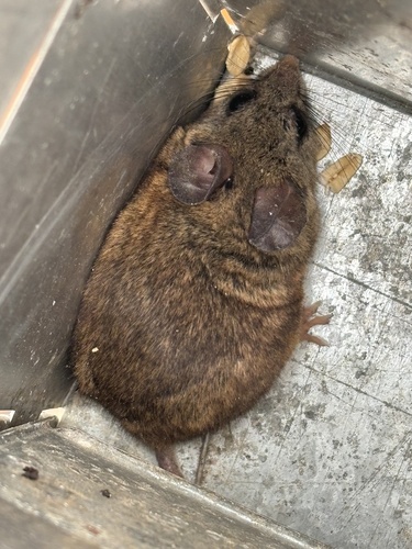 Northern Baja Deermouse