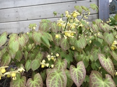 Epimedium × versicolor