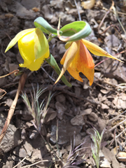 Calochortus pulchellus