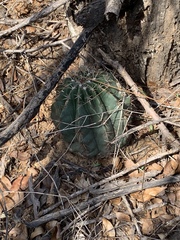 Melocactus curvispinus