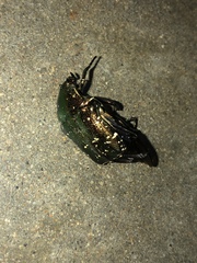 Protaetia orientalis