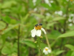 Megachile disjunctiformis