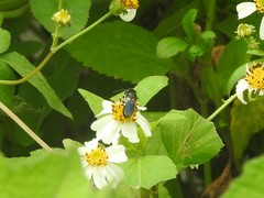 Megachile disjunctiformis