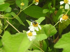 Megachile disjunctiformis