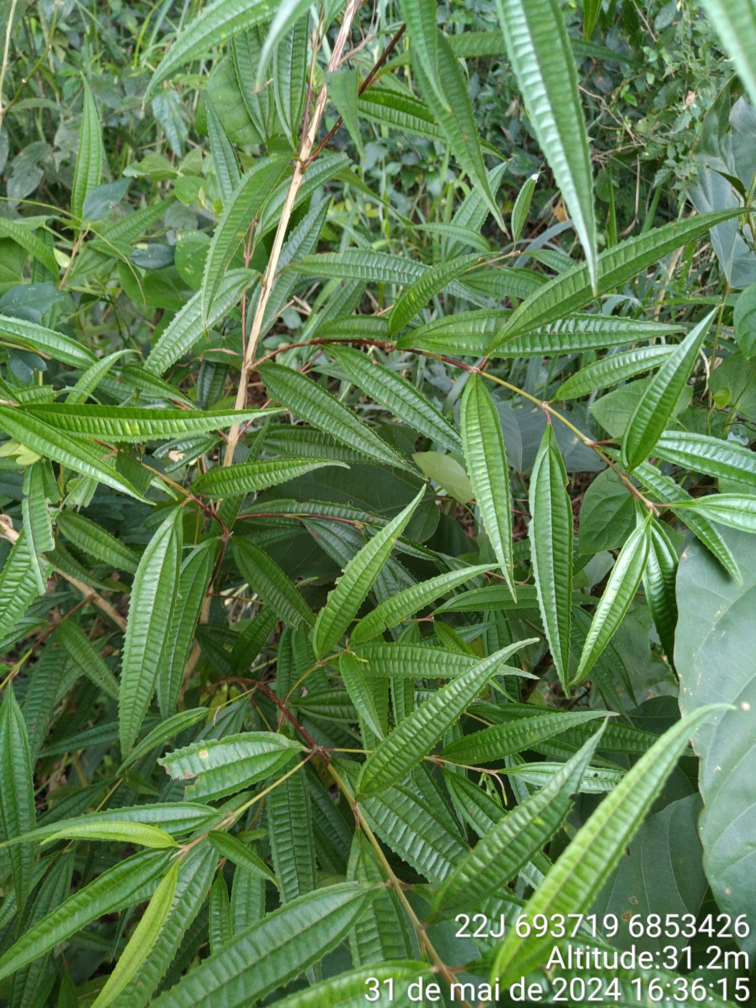 Miconia sellowiana