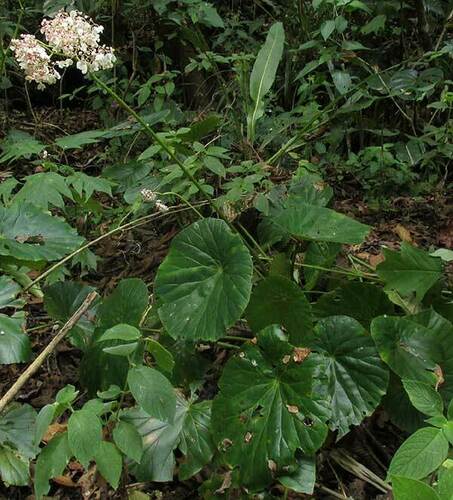 Begonia nelumbiifolia, photograph 5