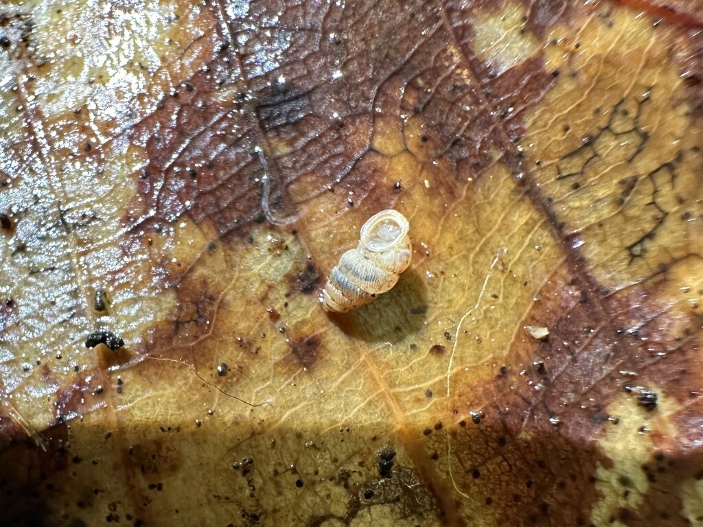 Diplommatininae