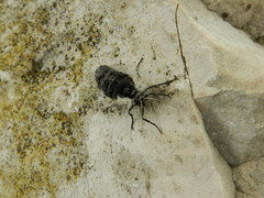 Lycia florentina