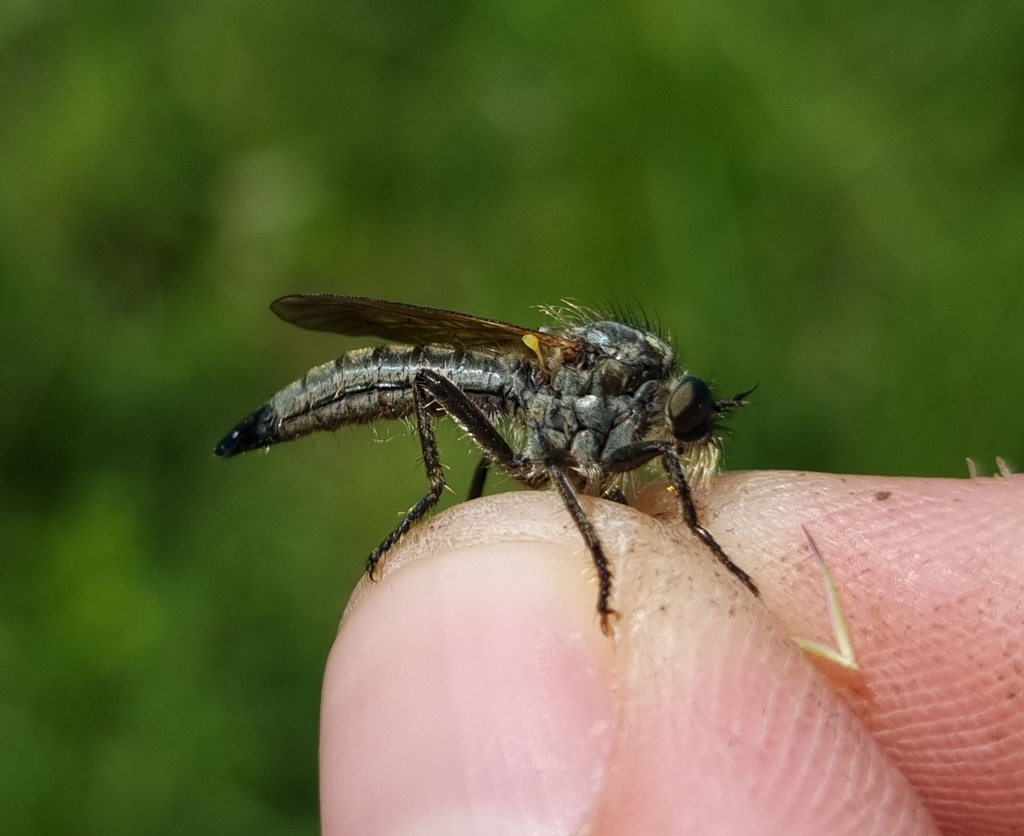 Dysmachus bilobus