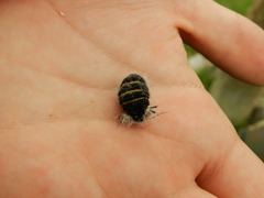 Lycia florentina