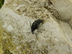Lycia florentina