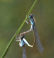 Ischnura elegans