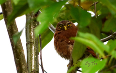 Glaucidium brasilianum