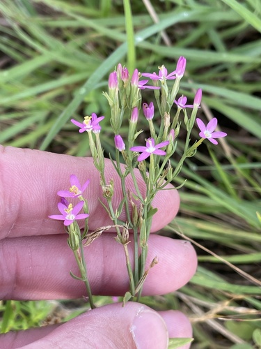 Slender centaury (Centaurium tenuiflorum)