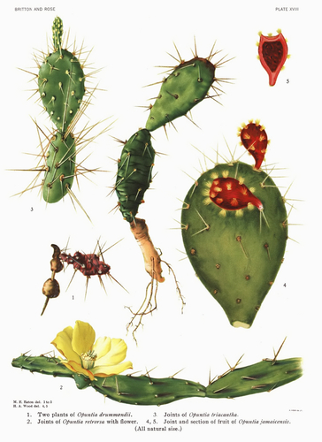 Jamaica Pricklypear (Opuntia jamaicensis)