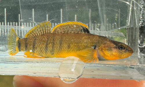 Tippecanoe Darter