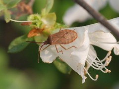 Homoeocerus dilatatus