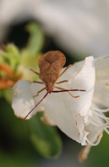 Homoeocerus dilatatus