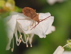 Homoeocerus dilatatus