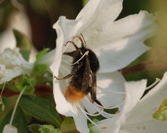 Bombus ignitus