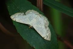 Scopula propinquaria