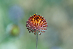 Gaillardia suavis