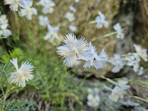 Dianthus spiculifolius, photograph 6