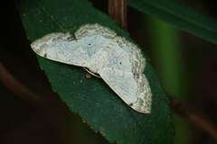 Scopula propinquaria