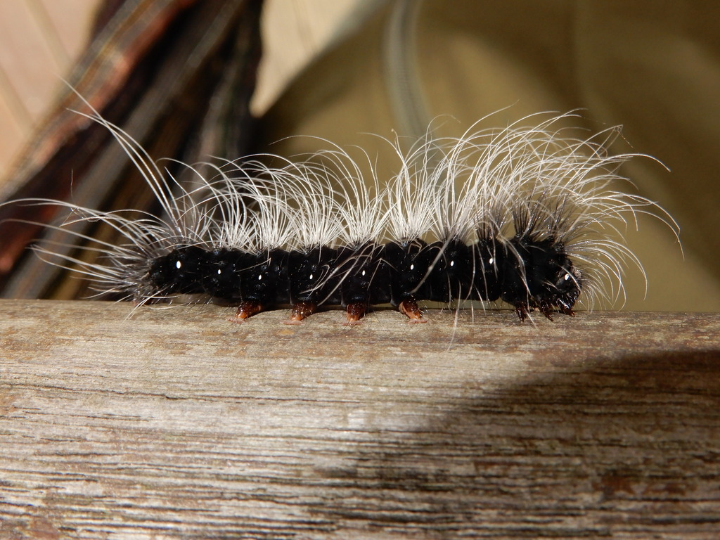 Macrobrochis gigas