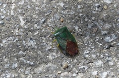 Acanthosoma crassicaudum